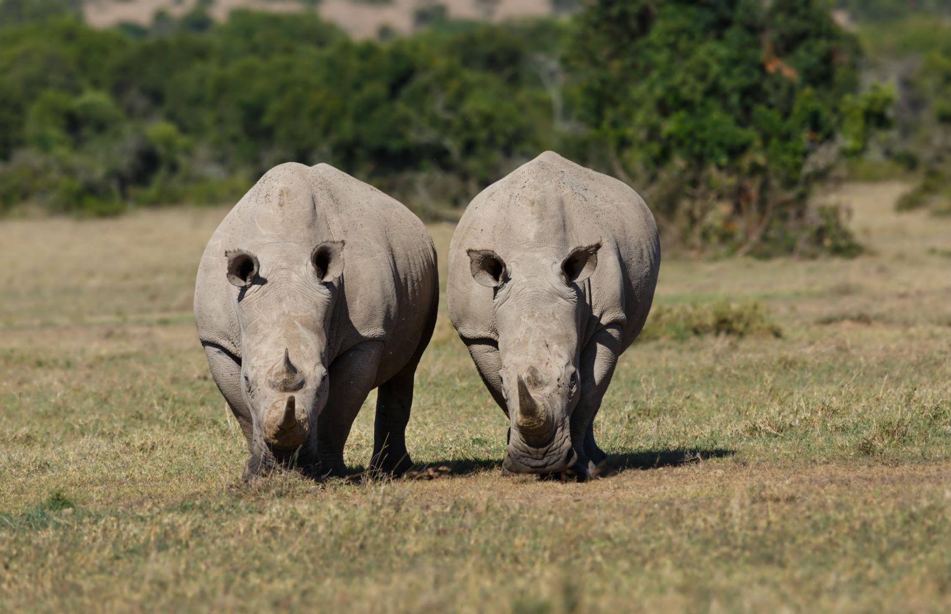 Northern white rhinos in Kenya